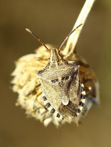 Réf. 231 470 : Codophila varia